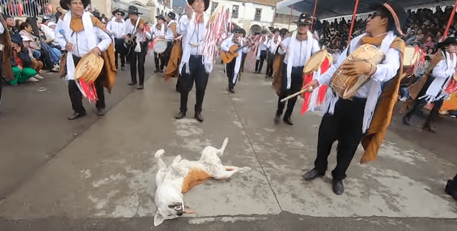 собака реагирует на игру музыкантов в Перу