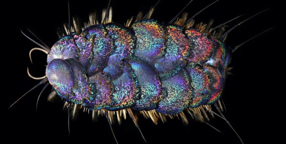 голодні черви