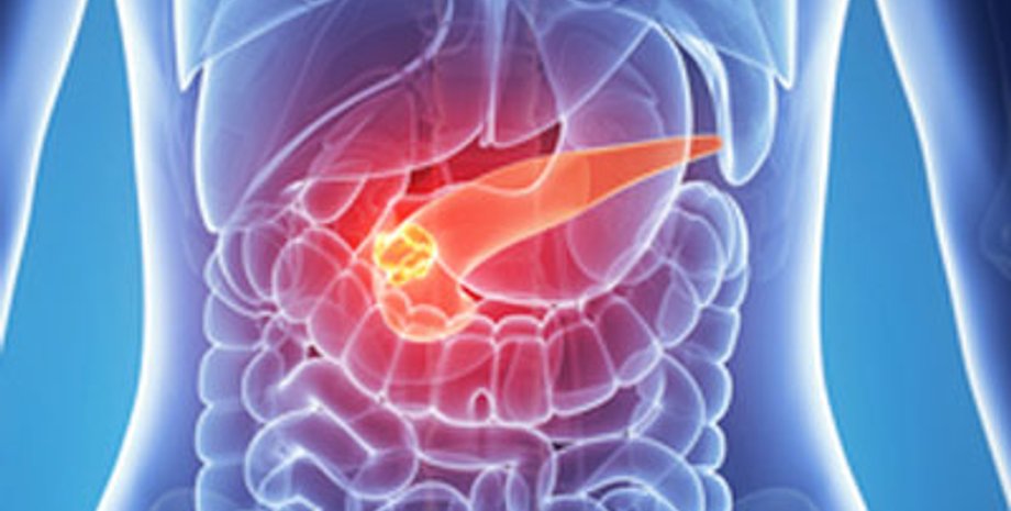 поджелудочная железа