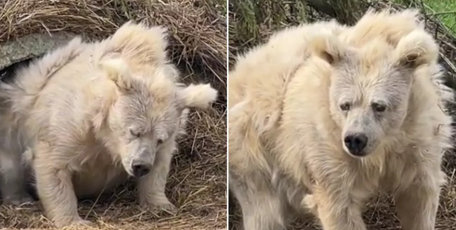 медведь, спячка