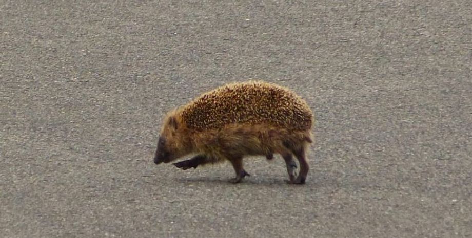 Планам пилотов помешал еж, животное парализовало работу аэропорта в Германии, курьезы, фото, интересные новости