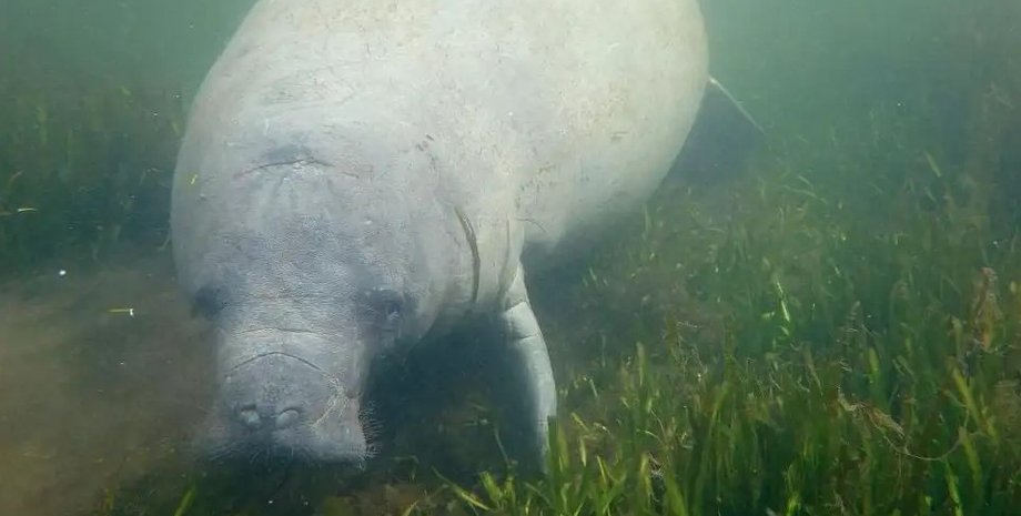 ламантин, ламантины