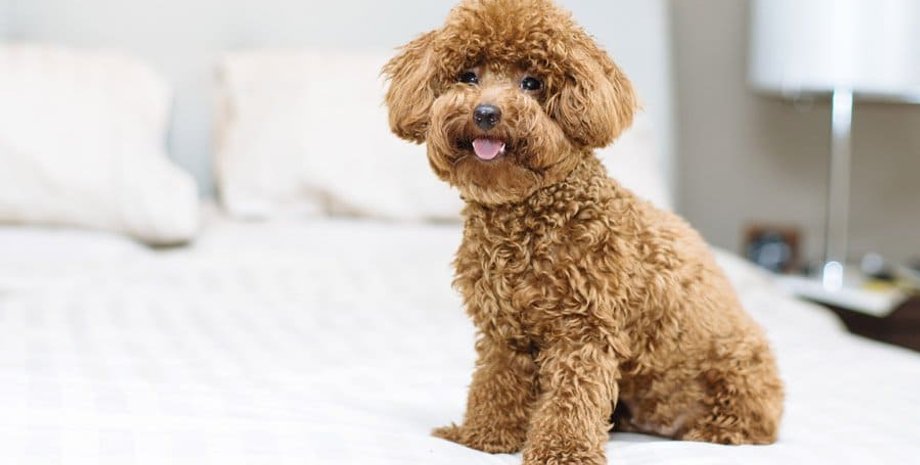 Жінка думала, що купила цуценя міні пуделя: два місяці потому випливла правда