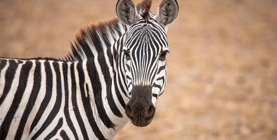 одомашнення зебр