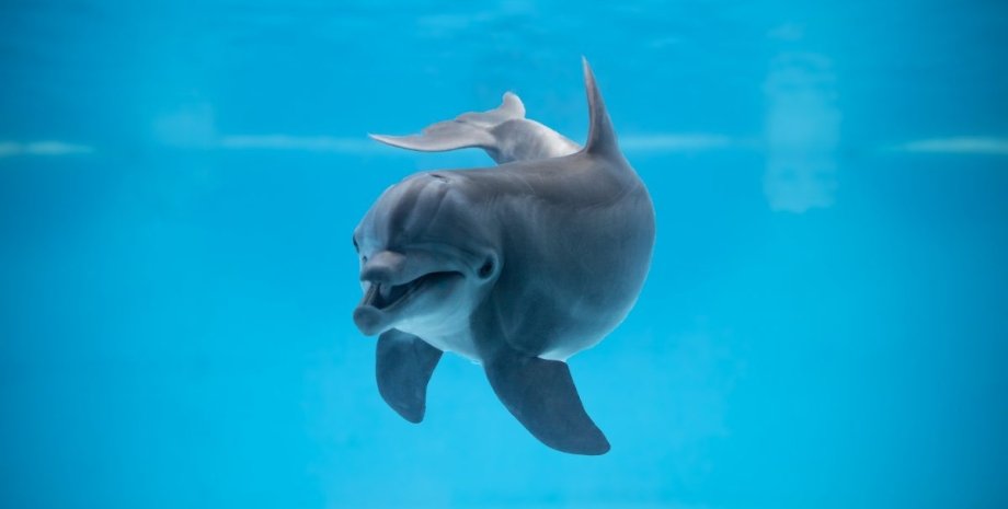 дельфин, вода, фото