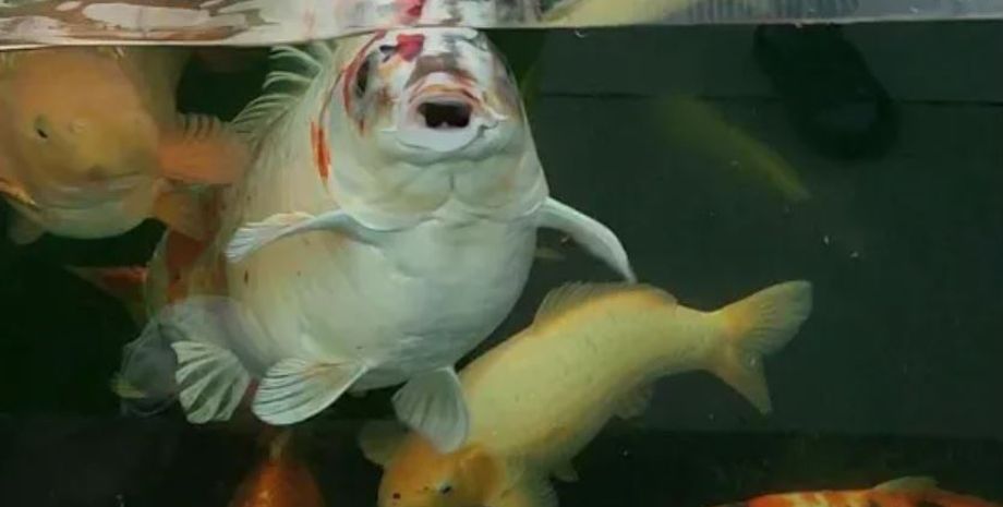 Рибу з людським обличчям показали у Великій Британії, це представник виду парчевий короп коі, аномалії, дивні історії