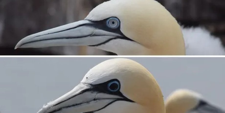 птичий грипп, олуши, глаза, цвет глаз