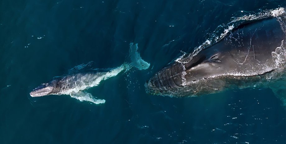 кит с детенышем