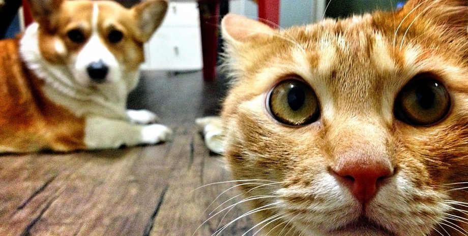 кошка, собака, пол, фото