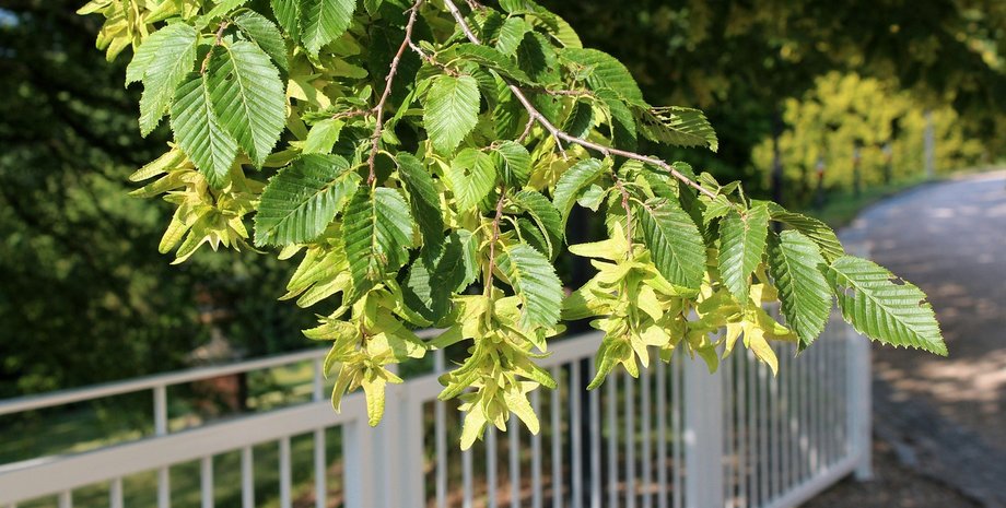 суд конфіскував гілку дерева у Тернополі