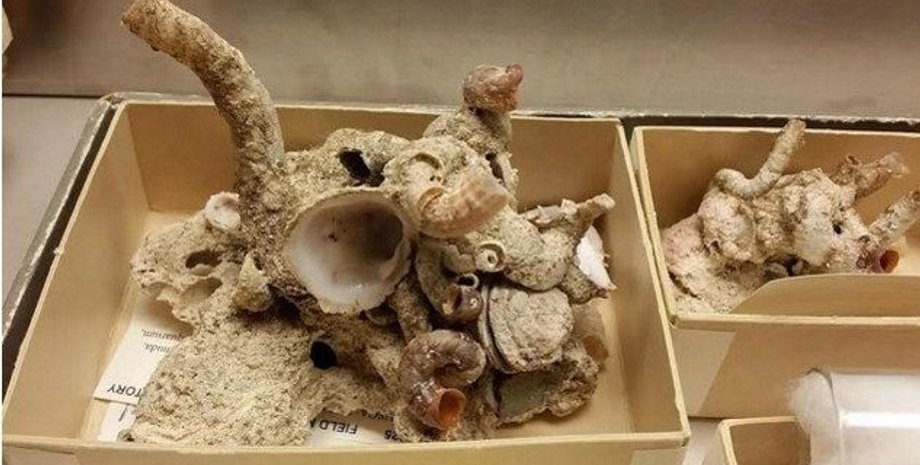 Панцирь улитки-"человека-паука" в музее / Фото:  The Field Museum