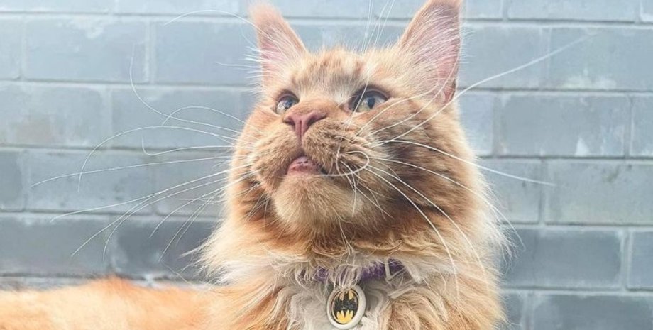 кот макс, кот макс из бучи, мейн-кун, оккупация бучи, кота украли