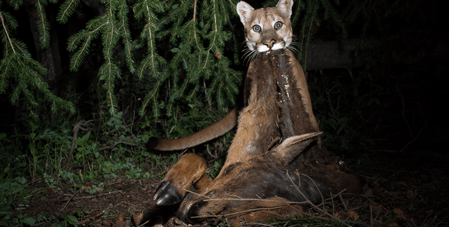 гірський лев, полювання, дослідження, пума, тварини, ботаніка, екологія,
