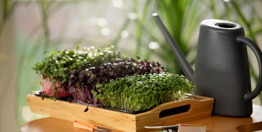 Микрозелень имеет больше полезных веществ, чем взрослое растение