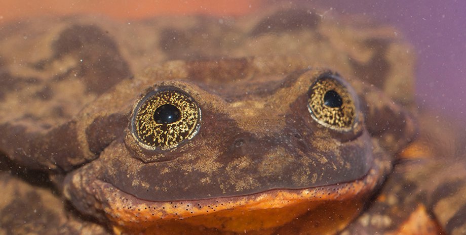 Ромео, Global Wildlife Conservation