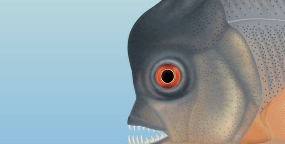 Piranhamesodon pinnatomus в представлении художника. Иллюстрация:  Jura Museum