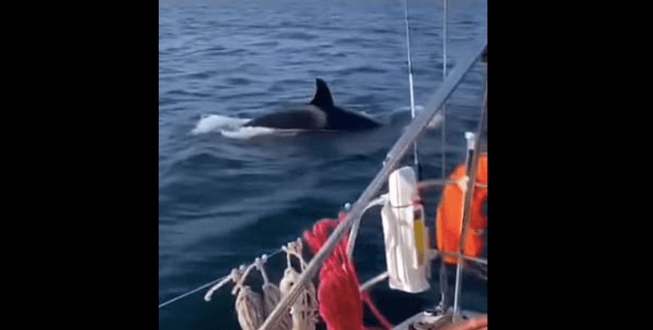 косатки, косатки нападение