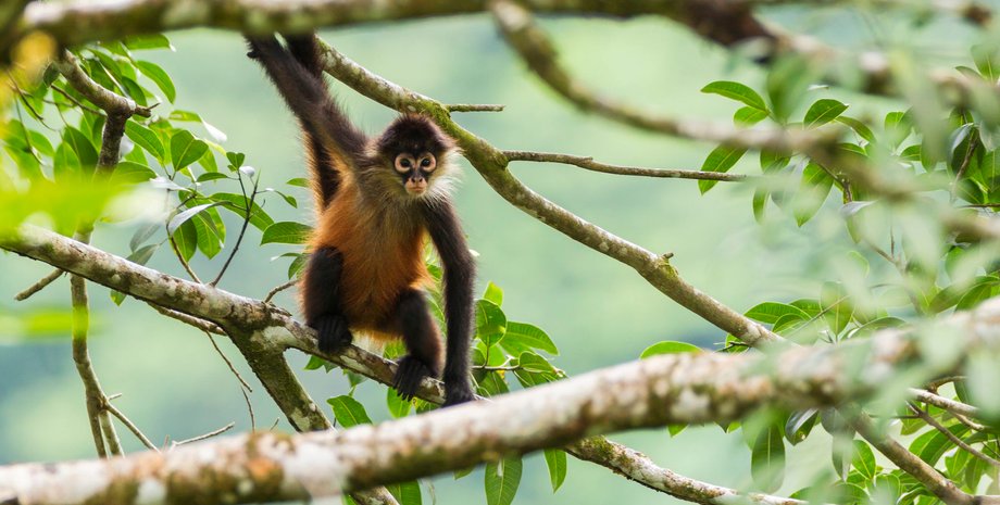 павукоподібна мавпа, дерево, листя, гілки, природа, фото