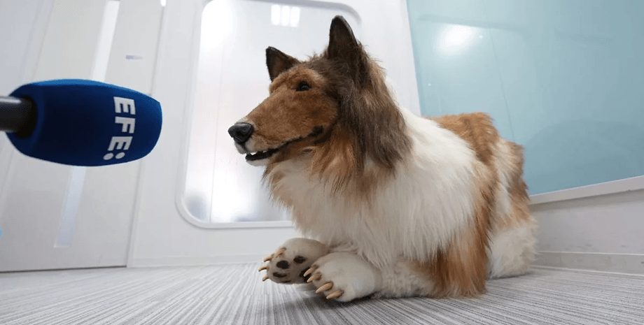 Японець у костюмі собаки, костюм, костюм собаки, костюм коллі, почувається собакою, став собакою, послідовники, Токо