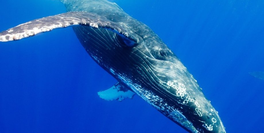 Синий кит / Фото: zablugdeniyam-net.ru