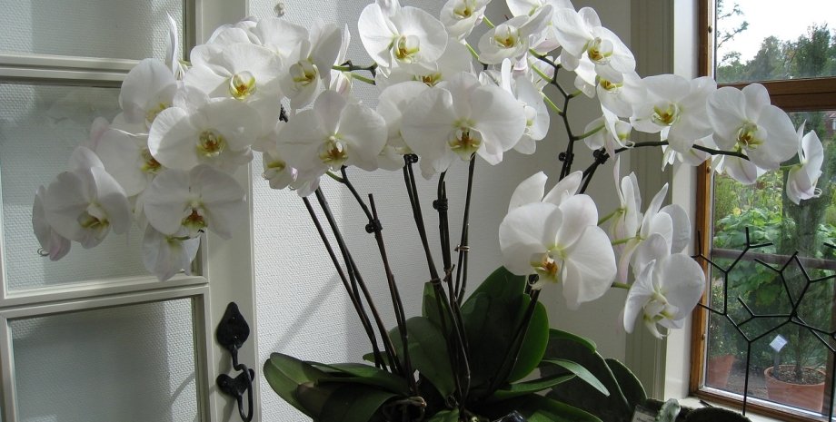 Орхидея, цветы, растение