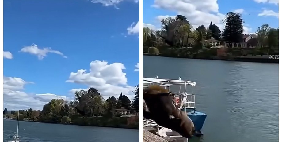 Гигантский обитатель моря напугал туриста на пирсе: животное захотело понырять