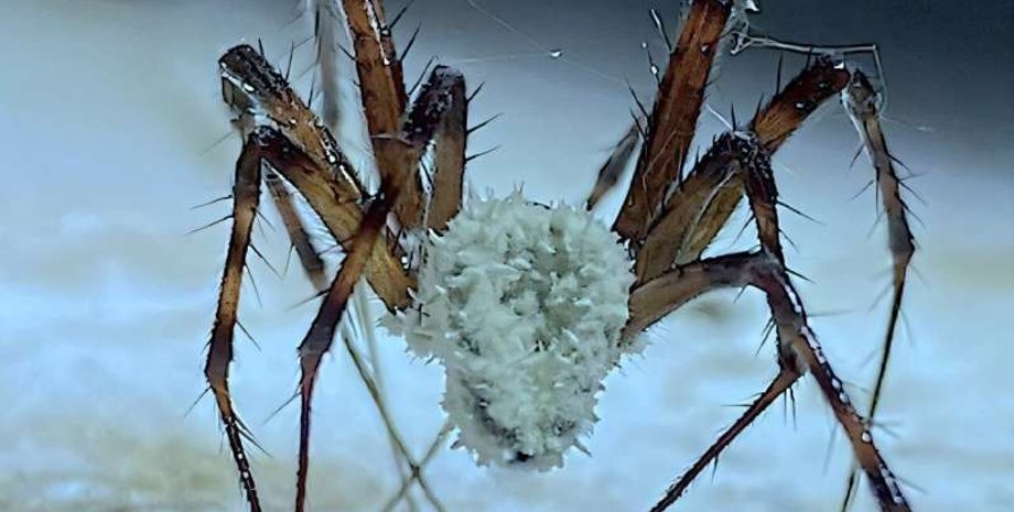 гриб, павук, зомбі павук