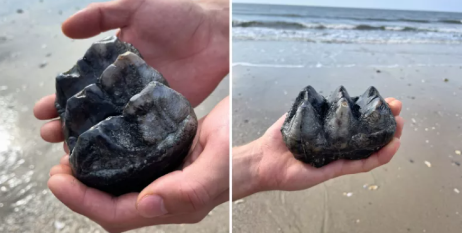 Останки американского доисторического мастодонта, пляж Эдисто в Южной Каролине, США, курьезы, находки, фото