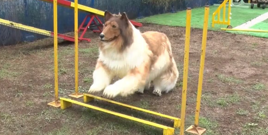 Блогер Токо, перевоплощение в собаку, курьезы, приколы, интересные истории, Япония, видео, аномалии