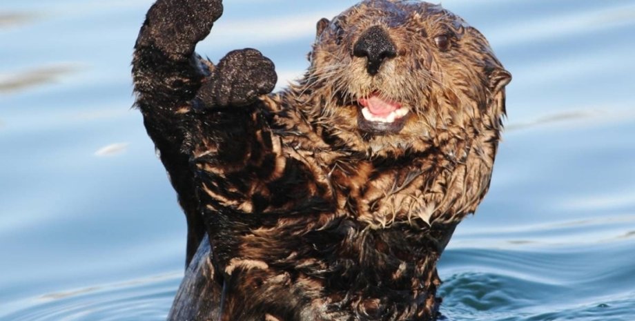 Современная выдра / Фото из открытых источников