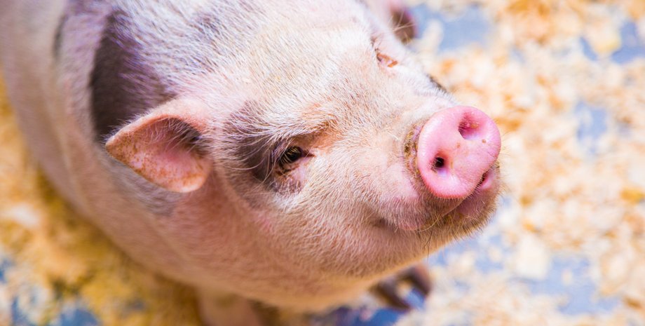 Еще один человек получил свиную почку