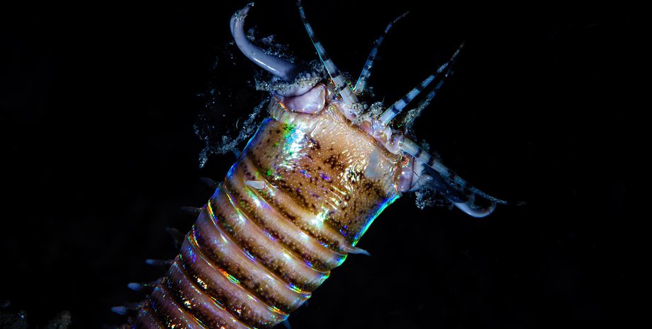 червь, норы, окаменелости, Тихий океан