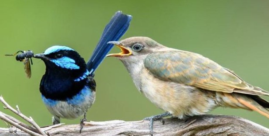 кукушка, кукушка гнезда