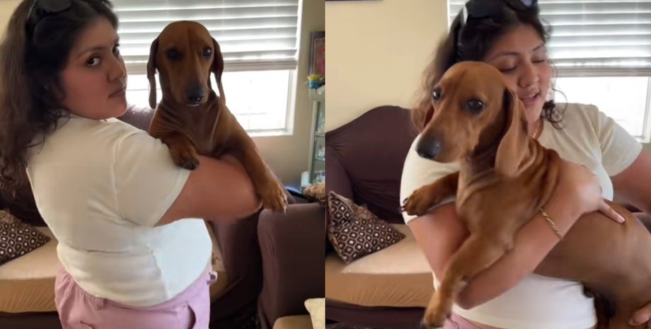 Женщина держит на руках большую рыжую таксу в своей гостиной