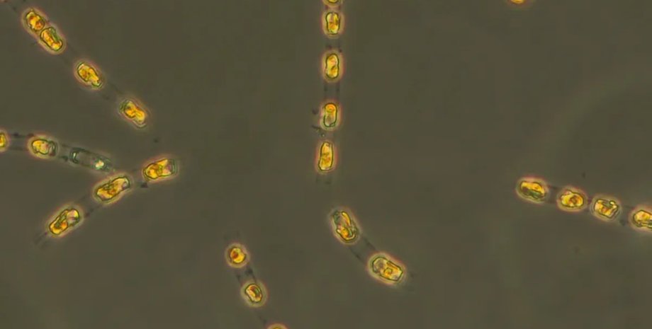 фітопланктон, одноклітинний організм, водорості