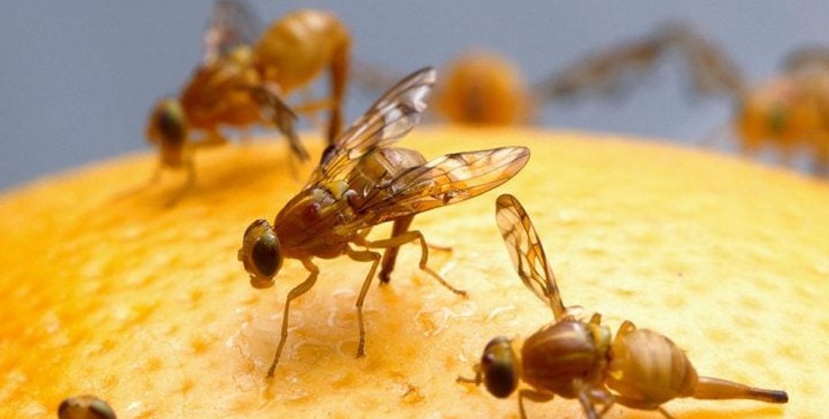 старішання, рапаміцин