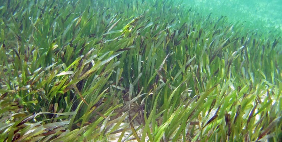 водорості, поля водоростей