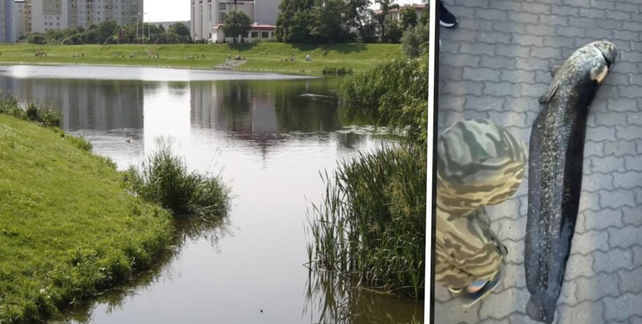 Сом, якого виловили з озера у Варшаві