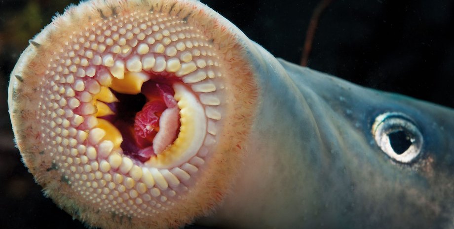 рыба-вампир, рот, миногообразные, фото