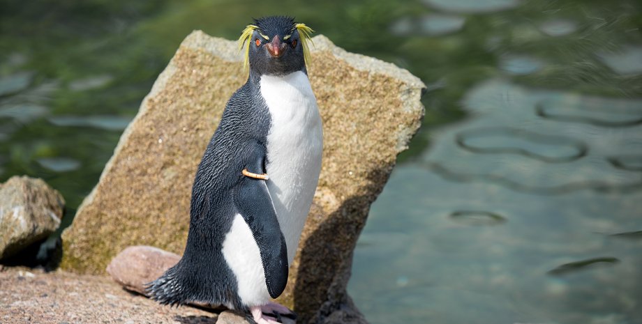 пингвин, лиса, северный хохлатый пингвин, рокхоппер, миссис воловиц, зоопарк, эдинбургский зоопарк
