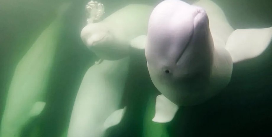 белухи в реке