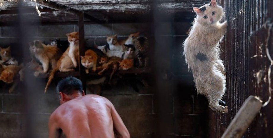 Фото: save-animals.info