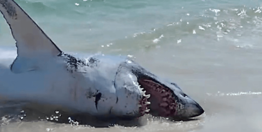 Акулу выбросило на берег, акула-мако, спасли акулу, отдыхающие, перевернули акулу, затащили акулу в воду, вернули в океан, акула на пляже