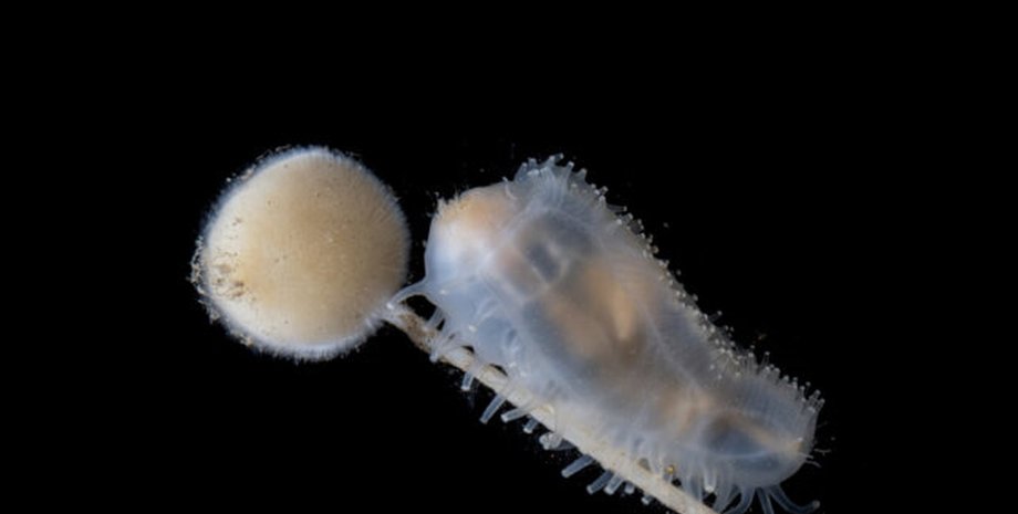 морской огурец