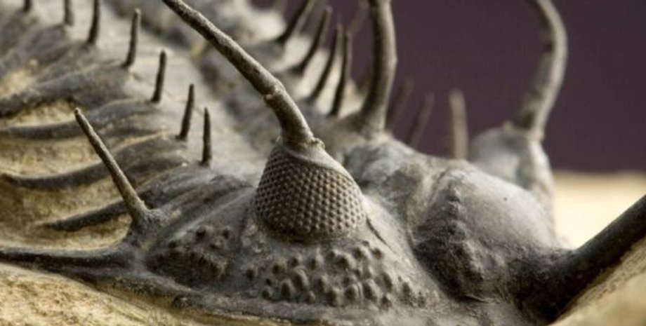 зір трилобітів, кальцитові очі, складні очі, давні очні структури, скам'янілі лінзи, шизохроальні очі, древні тварини, палеонтологія, дослідження, ранні зорові механізми, сприйняття трилобітів