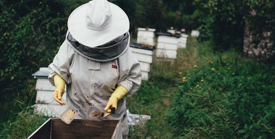 пасечник, пасека, пчеловод, пчеловодство, пчелы