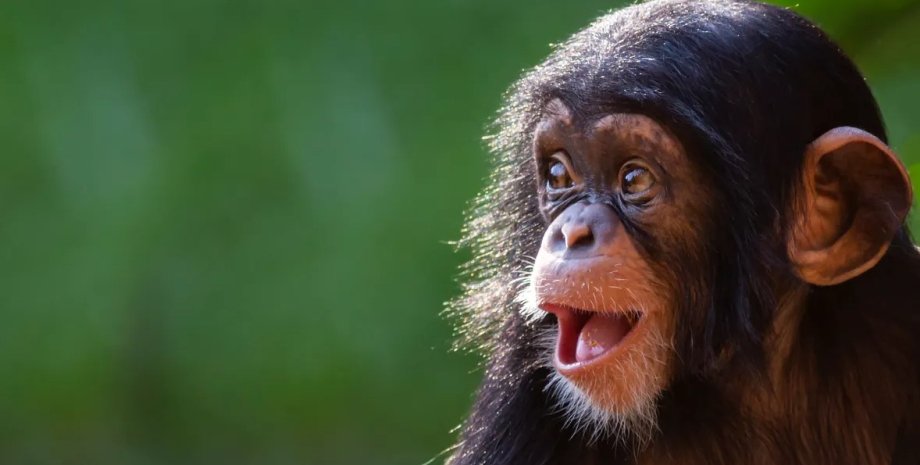 шимпанзе, обезьяны, человекообразные обезьяны