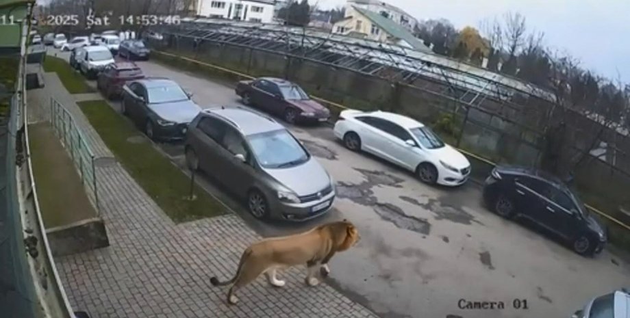Лев розгулює у Хмельницькому Лев гуляє у Хмельницькому