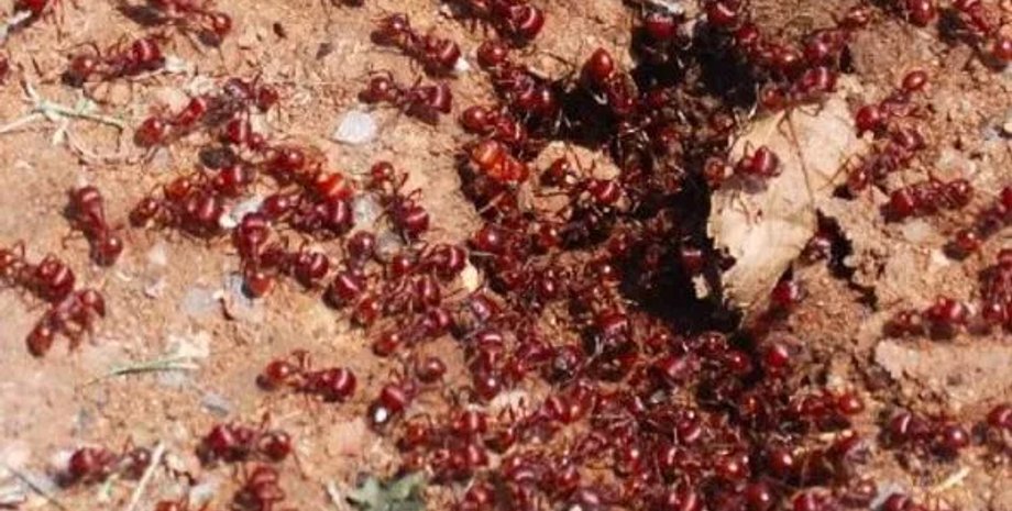 насекомые, экосистема, пляж, нарушение биобаланса