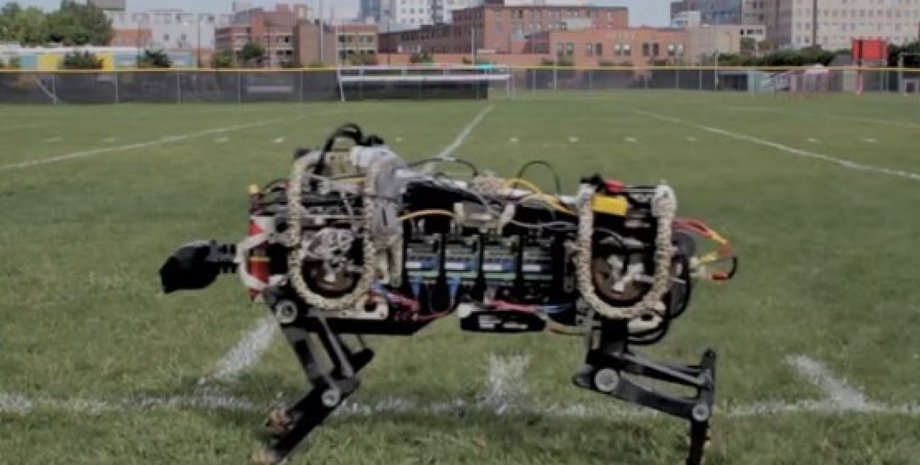 Cheetah / Фото: MIT